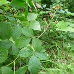 Rubus flaccidus Habit
