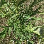 Cirsium discolor Hoja