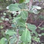Commiphora glandulosa पत्ता