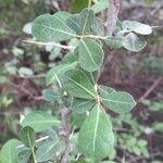 Commiphora glandulosa Blatt