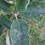 Cydonia oblonga Leaf