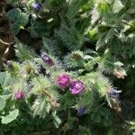Echium arenarium Flor