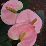 Anthurium scherzerianum Blomst