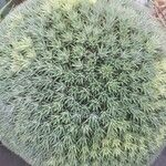 Deuterocohnia brevifolia Leaf