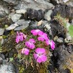 Dianthus glacialis 花