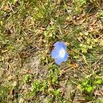 Nemophila phacelioides Цвят