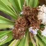 Globularia salicina Fruit