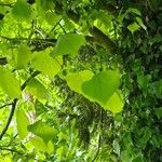 Tilia americana Folha