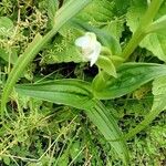 Habenaria humilior Leaf