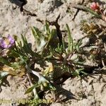 Spergularia echinosperma Habitus