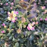 Lantana aculeata Fruchs