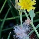 Launaea nudicaulis ഫലം