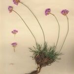 Armeria muelleri Libunga