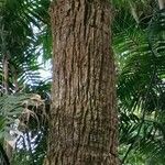 Livistona australis Ekosanga