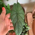 Alocasia scalprum 葉