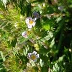 Euphrasia pectinata Habit