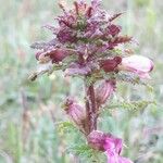 Pedicularis palustrisBlüte