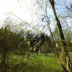 Betula ermanii Flower