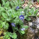 Veronica pectinata Fleur