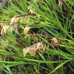 Carex esenbeckii 整株植物