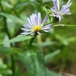 Symphyotrichum puniceum 花