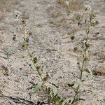 Abronia fragrans Natur