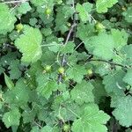 Ribes cynosbati Other