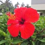 Hibiscus fragilis Kvet