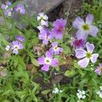 Malcolmia maritima Fleur