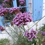 Verbena bonariensis花