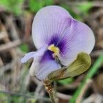 Vigna frutescens Flower