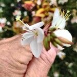 Oenothera lindheimeri花