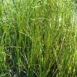 Juncus effususList