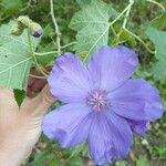 Corynabutilon vitifolium 花
