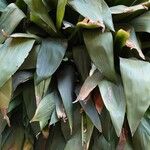 Aspidistra elatior List