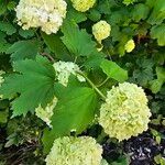 Viburnum macrocephalum Leaf