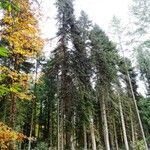 Abies numidica অন্যান্য