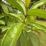 Miconia longifolia Лист