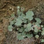 Androsace rotundifolia Habit