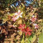 Combretum indicum പുഷ്പം