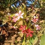 Combretum indicum Fleur