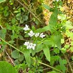 Houstonia purpurea Kwiat