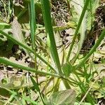 Hypochaeris radicata Rinde