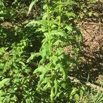 Erechtites hieraciifolius Leaf