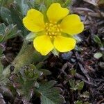 Potentilla frigida Annet