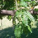 Vachellia karroo Blad