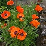 Papaver orientale Habit