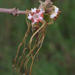 Strophanthus eminii Blüte