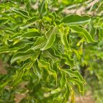 Strychnos spinosa Blatt