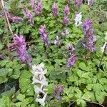 Corydalis cavaKvet